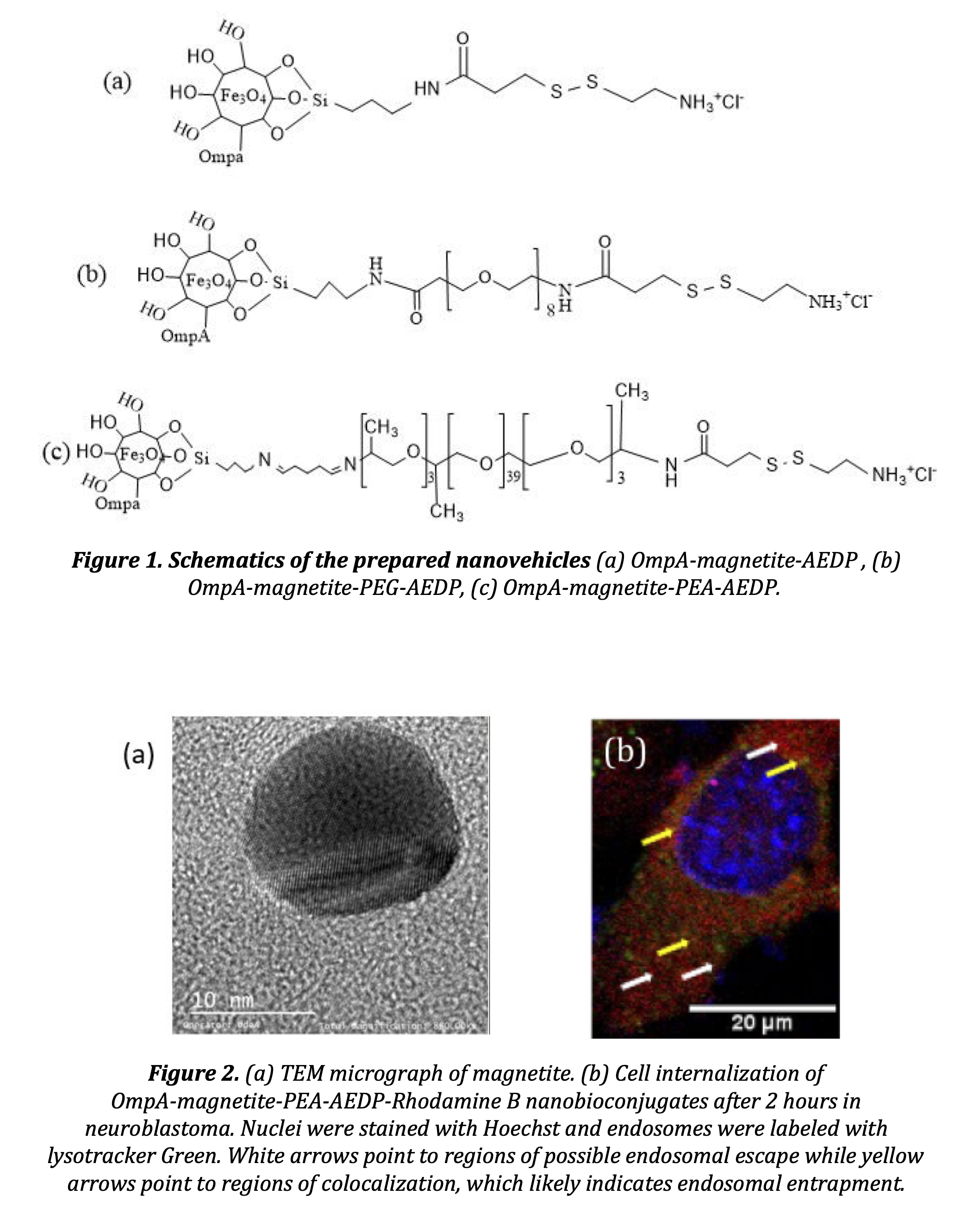 572d Delivery Of Crispr Cas9 Gene Editing Systems By Cell Penetrating Magnetite Vehicles Synthesis Characterization And In Vitro Testing Aiche Academy