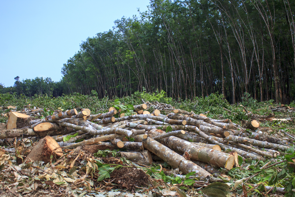 research questions about deforestation