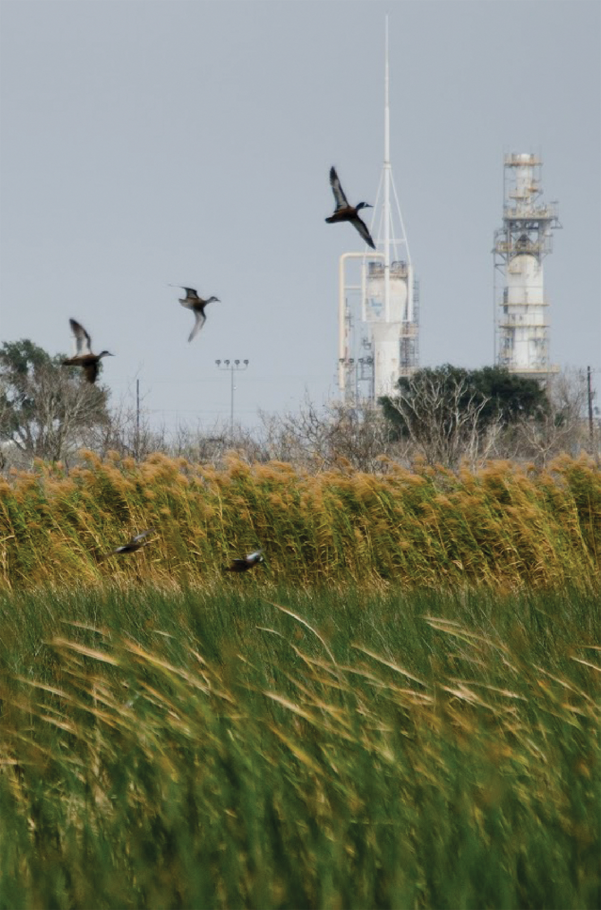 constructed wetlands operating facility meet requirements for wastewater treatment