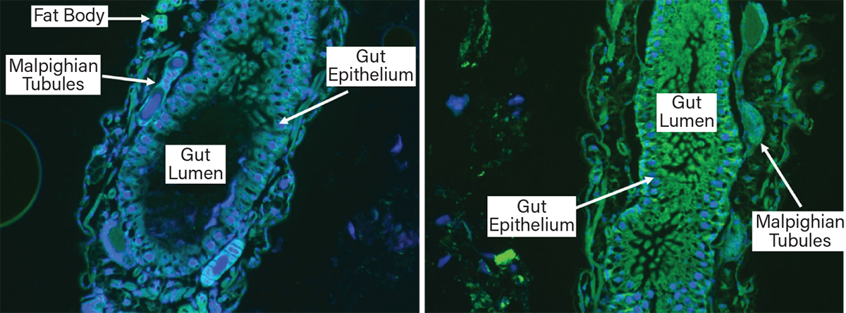 AgriCell RNA treatment: Green fluorescence in insect signifies effective RNA delivery, silencing genes, ensuring mortality.