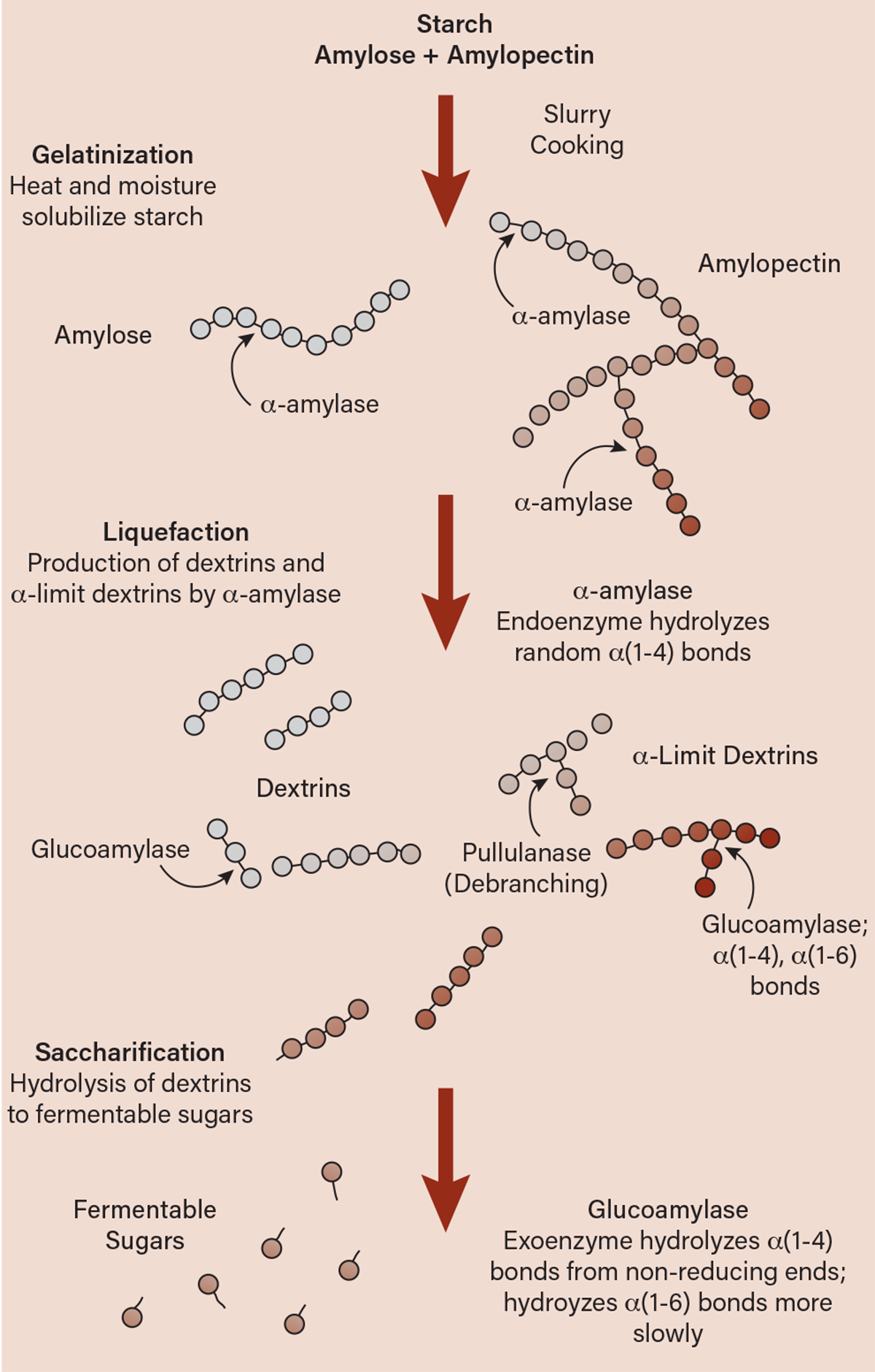 Carbohydrates contain amylose and amylopectin; enzymes like amylase break them into simple sugars for yeast during fermentation.