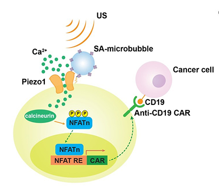 A schematic drawing of ultrasound-induced cell activation and gene expression.