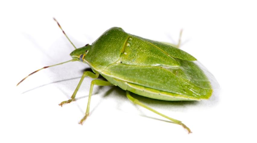 What Do Stink Bugs Smell Like and Why Do They Emit Odor?