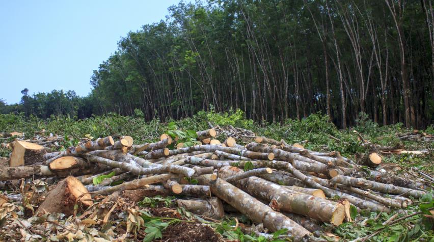 How Does Reusing Wood Lead to Sustainable Forests 