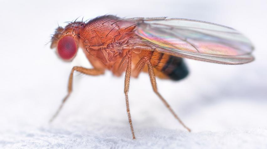 Magnified view of the Drosophila melanogaster fruit fly 